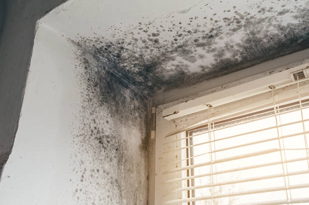 Affordable Mold Cleanup solutions in Suitland, MD